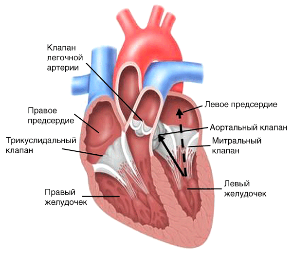 Недостаточность трехстворчатого клапана рисунок